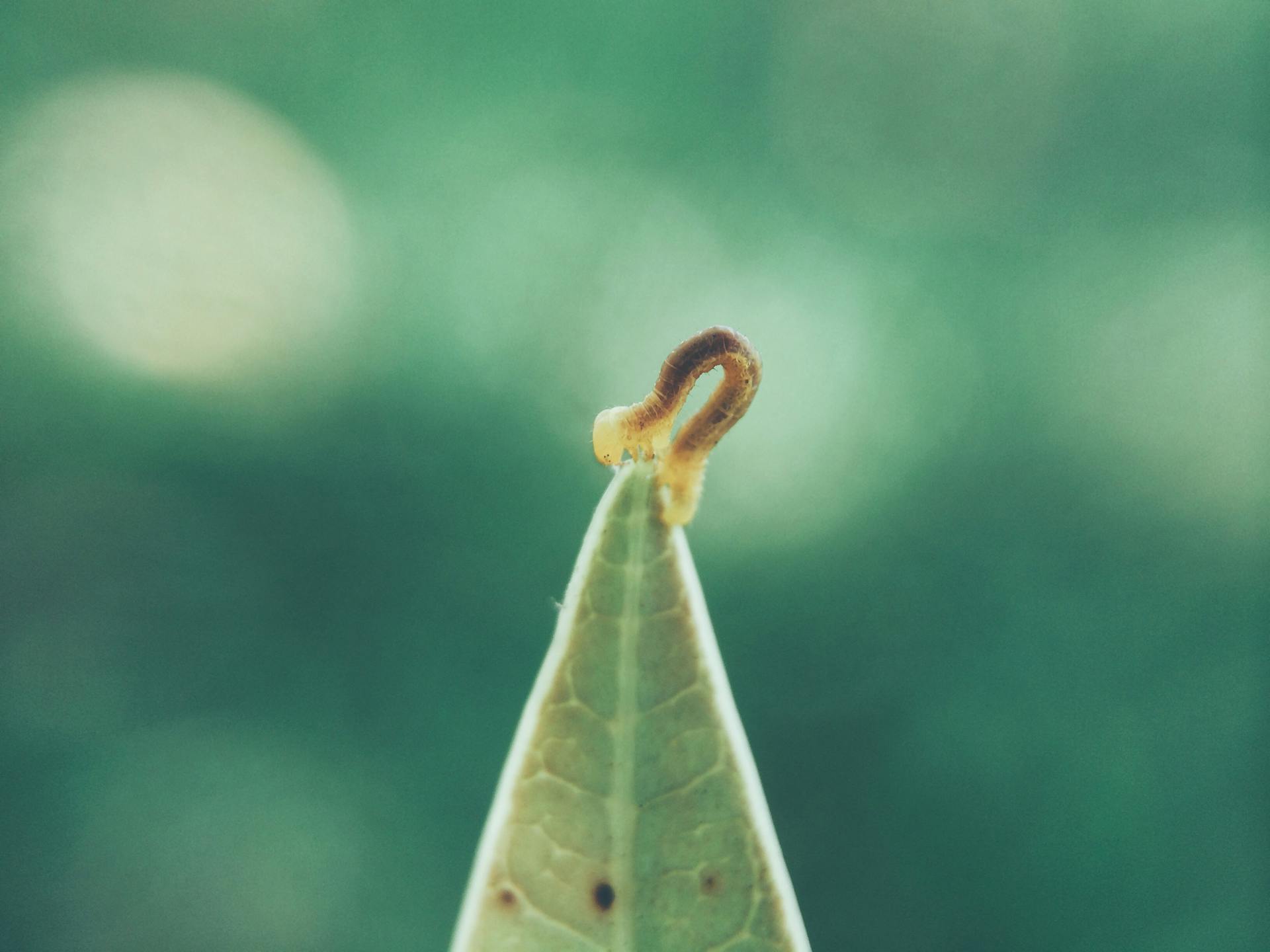 Brown and Yellow Worm