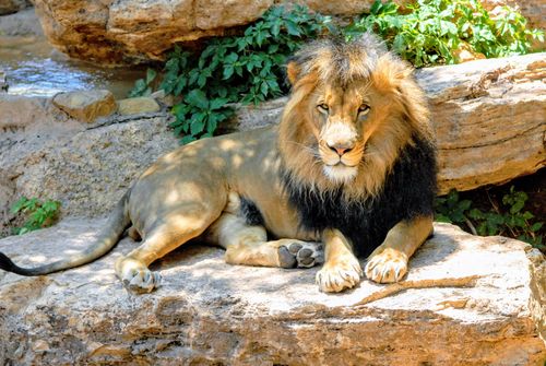 Free A regal lion lies gracefully on sunlit rocks, showcasing its majestic mane and powerful presence. Stock Photo