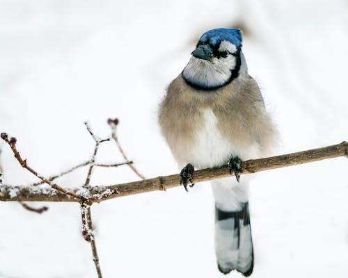 White and Blue Bird on a Brown Tree Branch