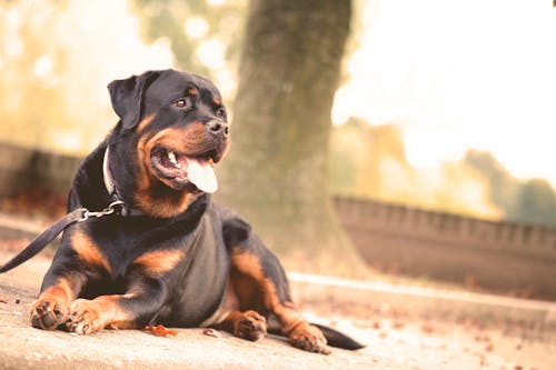 Zwarte En Bruine Korte Vacht Hond Liggend Op De Grond