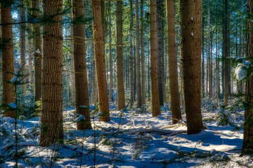 Free stock photo of forest, forest background, forest nature Stock Photo