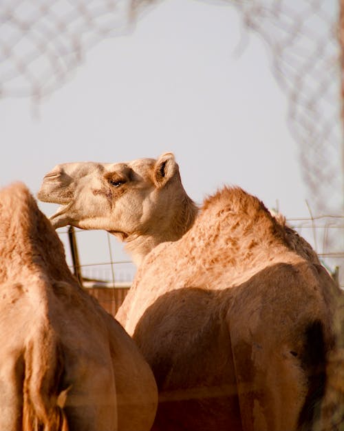 Kostenloses Stock Foto zu draußen, kamele, säugetier