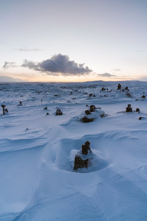 Tree Stumps on Snow Covered Ground