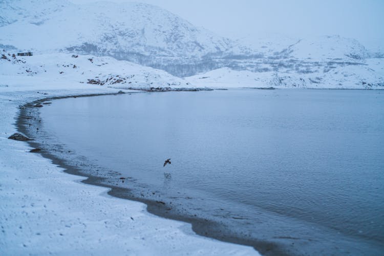 Bird Flying Over Body Of Water