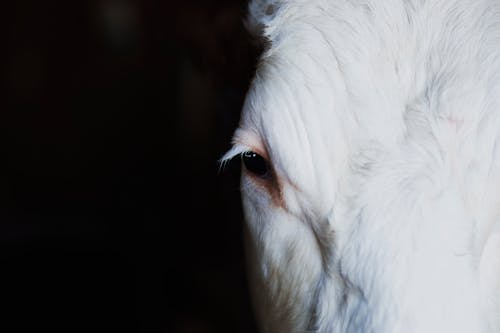 Animal Face Close Up Shot