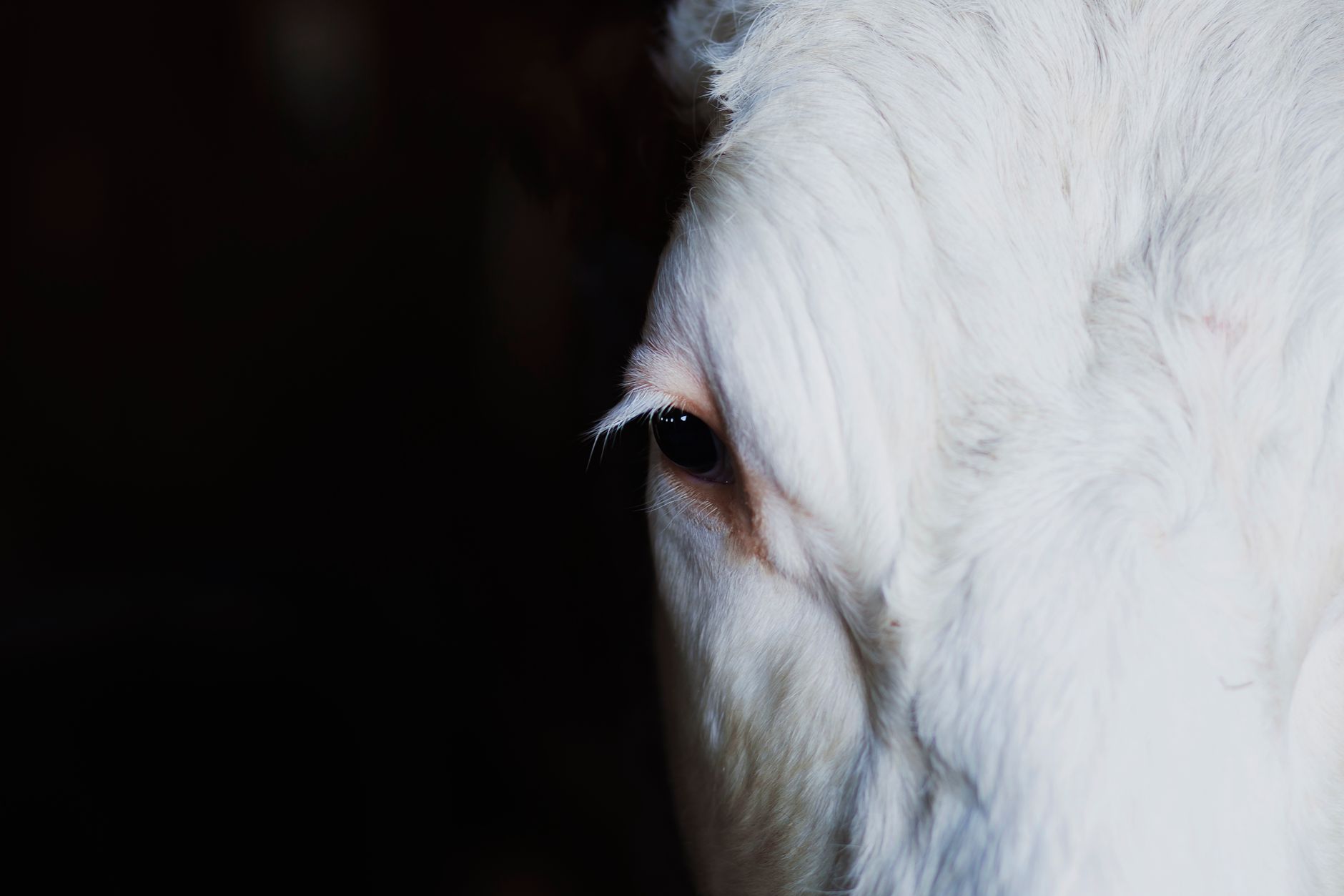 A detailed focused image of a white horse's eye, capturing emotion and the texture of its fur against a dark background.