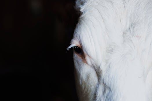 A detailed focused image of a white horse's eye, capturing emotion and the texture of its fur against a dark background.