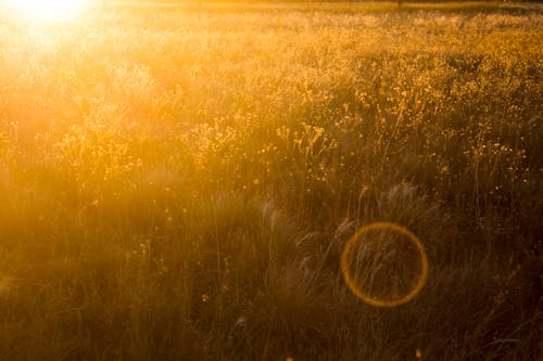 Grass Field Photo