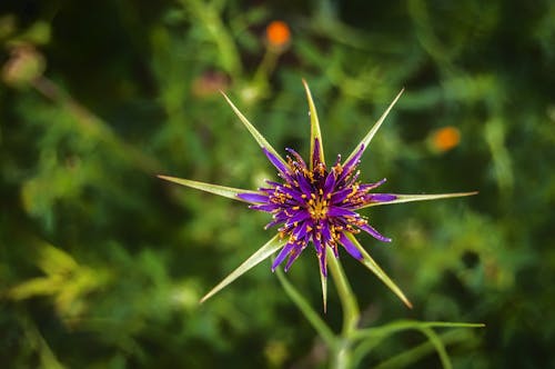 Purple and Green Petaled Flower