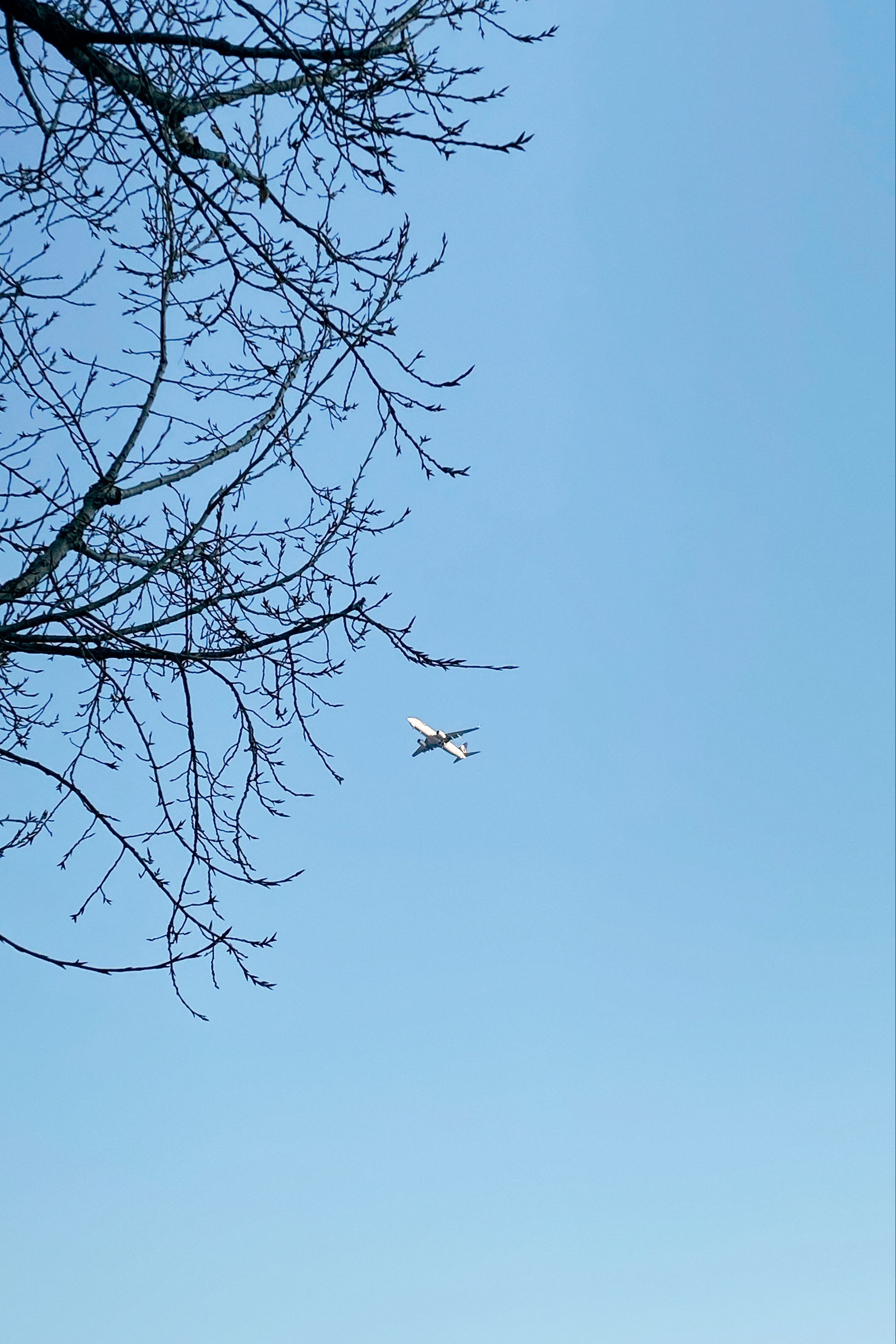 Leafless Tree Under Blue Sky · Free Stock Photo