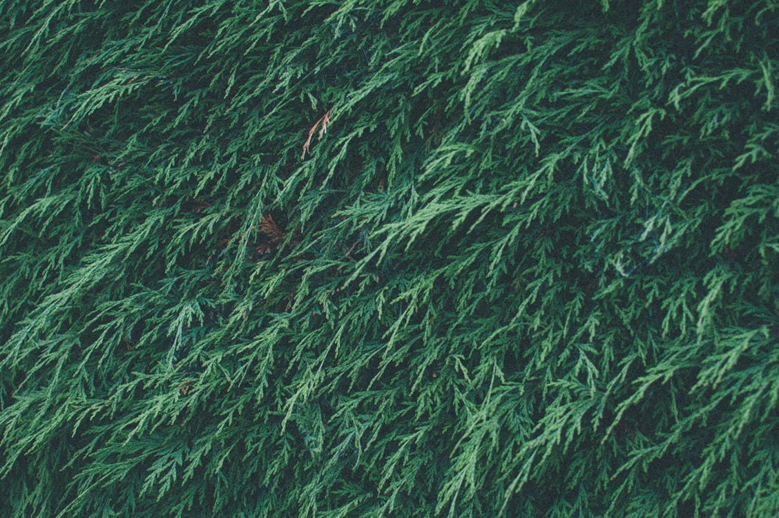 Kostnadsfria Kostnadsfri bild av grön, häck, tall Stock foto