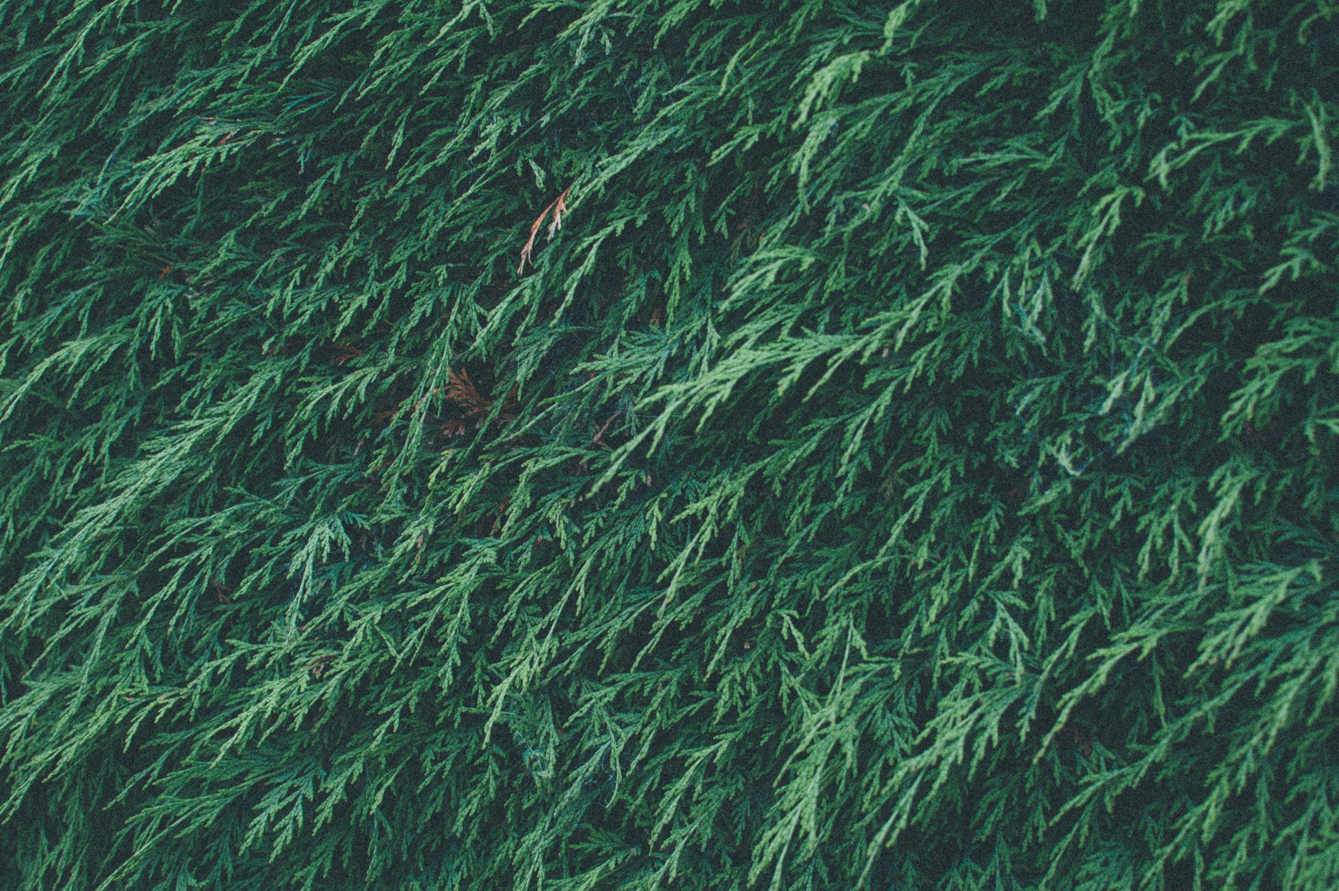 Close-up of dense green pine hedge foliage creating a natural textured background.