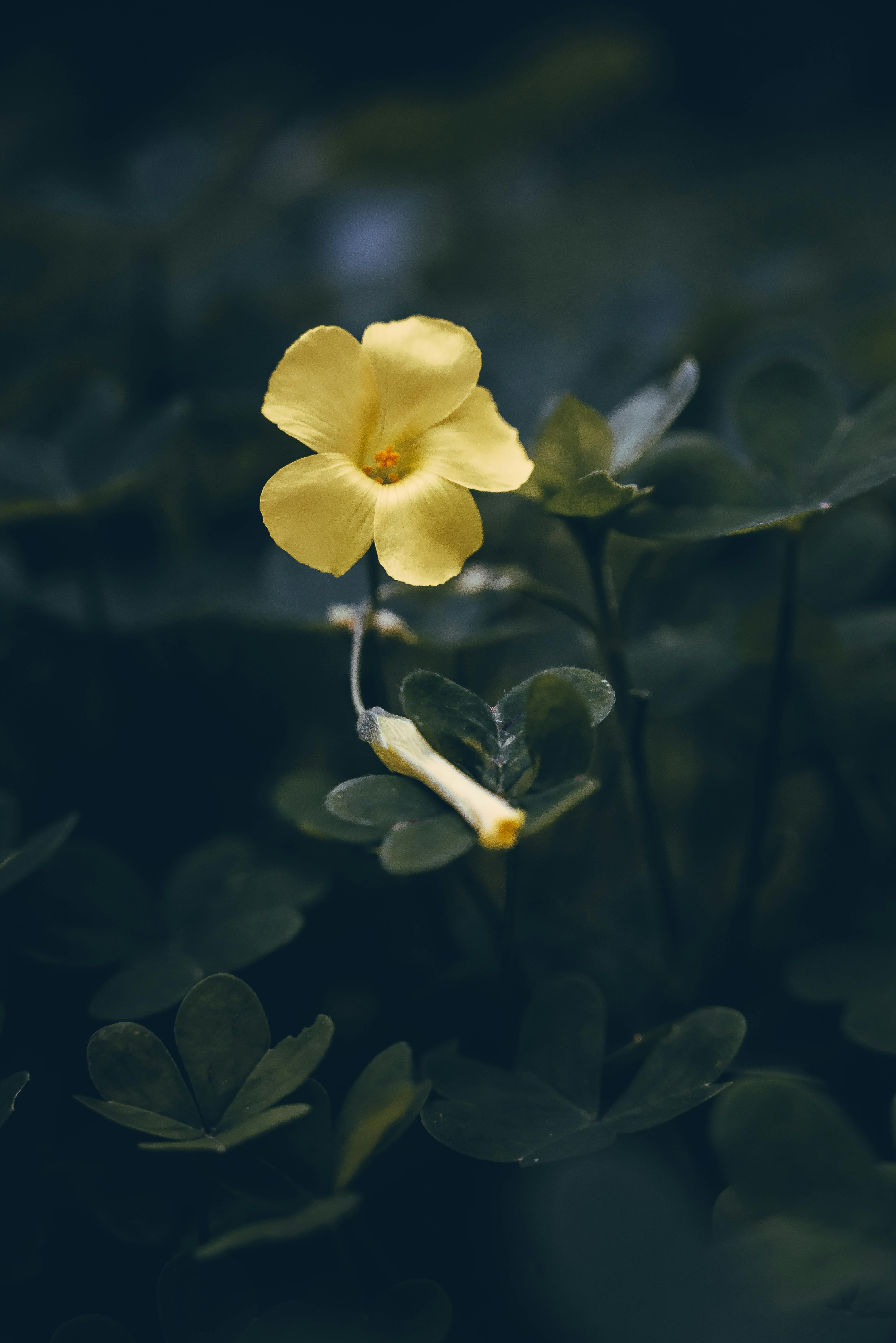 Close-up shot of a delicate yellow flower amidst dark green foliage, showcasing natural beauty.