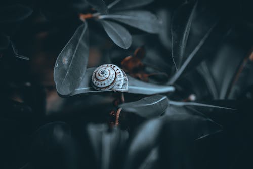 無料 かたつむり, カタツムリの殻, シェルの無料の写真素材 写真素材