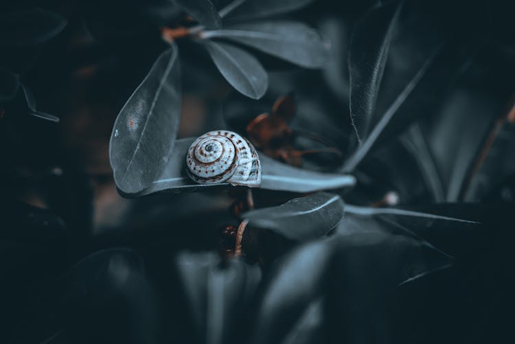 A Snail Shell On A Leaf