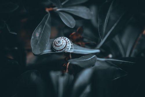 Free A detailed shot of a snail on a leaf in natural surroundings, showcasing its shell pattern. Stock Photo