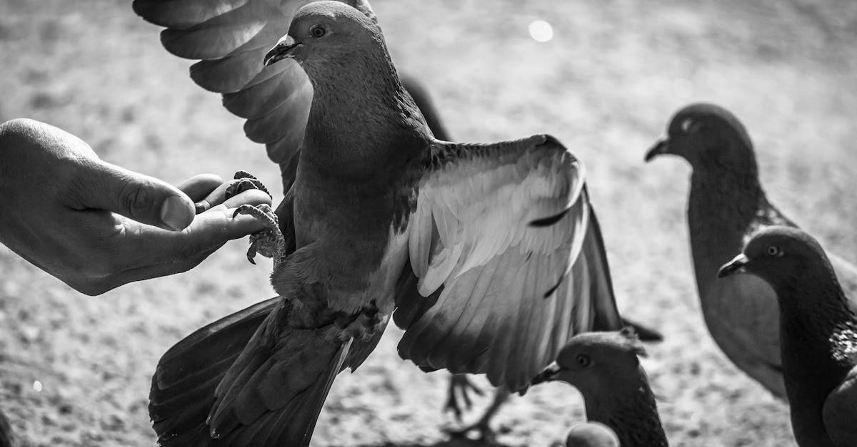 Free stock photo of Bird Feed, black and white, pigeons