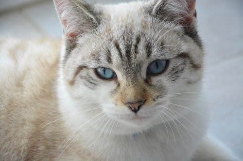 Free stock photo of blue eyes, chat, chat nuage Stock Photo