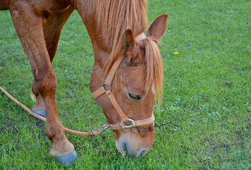 Free stock photo of Ã quidÃ, cheval, cheval manger Stock Photo