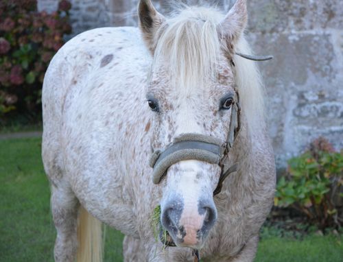 Free stock photo of Ã quidÃ, cheval, equitation Stock Photo