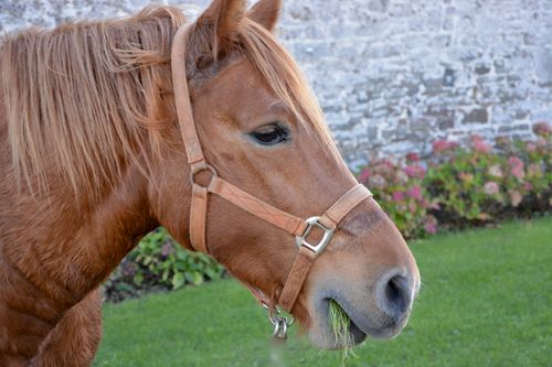 Free stock photo of cherrueix bretagne, cheval, couleur marron Stock Photo