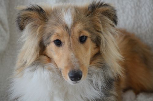 Free stock photo of animal domestique, berger des shetland, chien Stock Photo