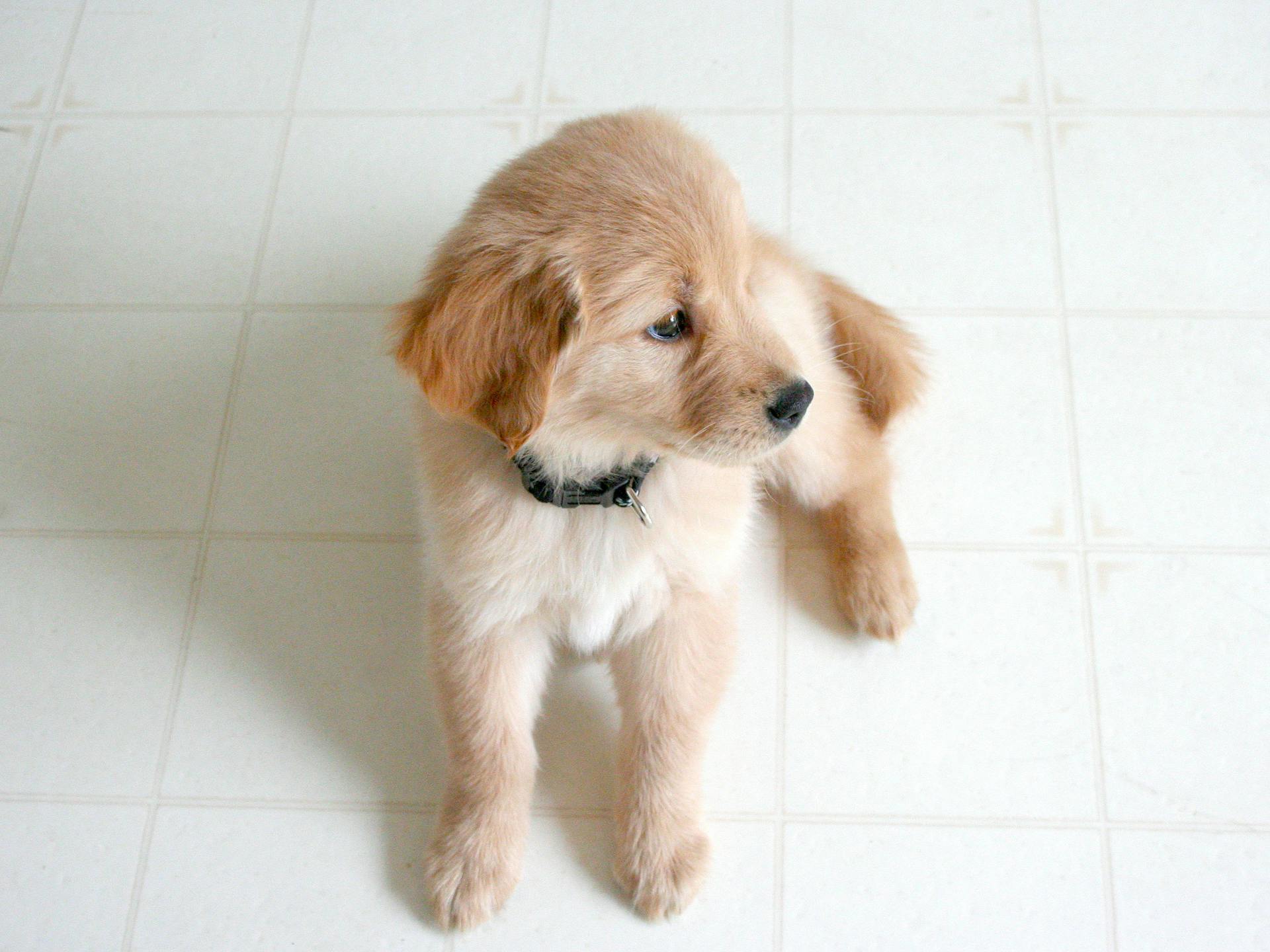 Un chiot de Golden Retriever sur une dalle de marbre