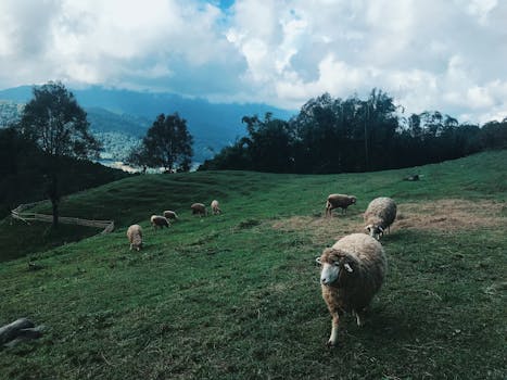 Serene landscape of sheep grazing in Ban Luang, Chiang Mai, Thailand, surrounded by lush hills and clear skies.