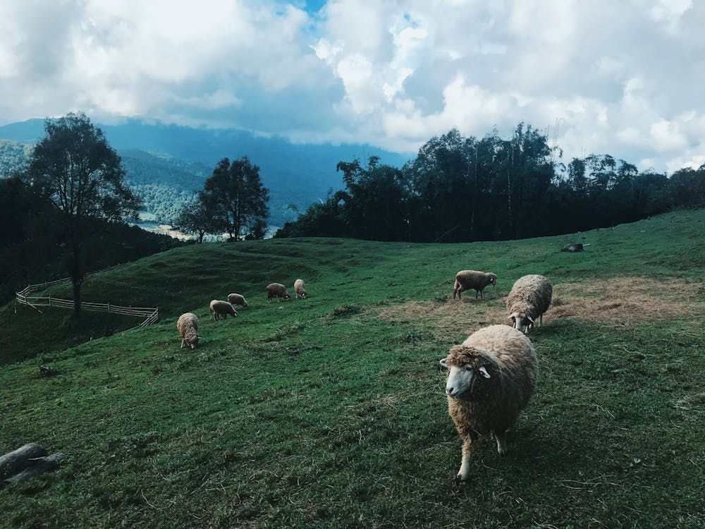 Free Group of Sheep at the Field Stock Photo
