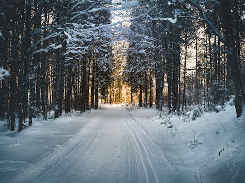 Landschapsfotografie Van Sneeuwpad Tussen Bomen Tijdens De Winter