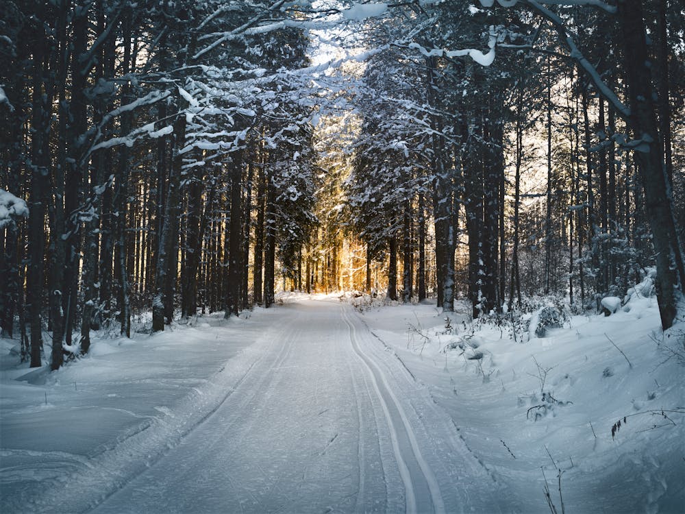 Winter Photo by Simon Berger from Pexels