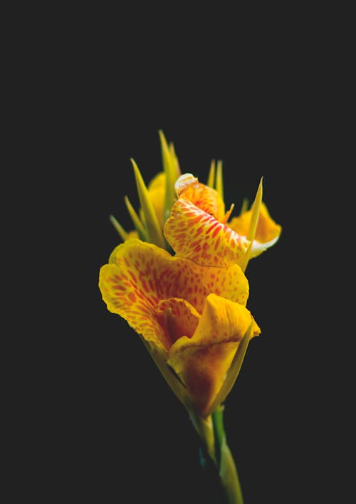 一朵黄色的花的特写摄影