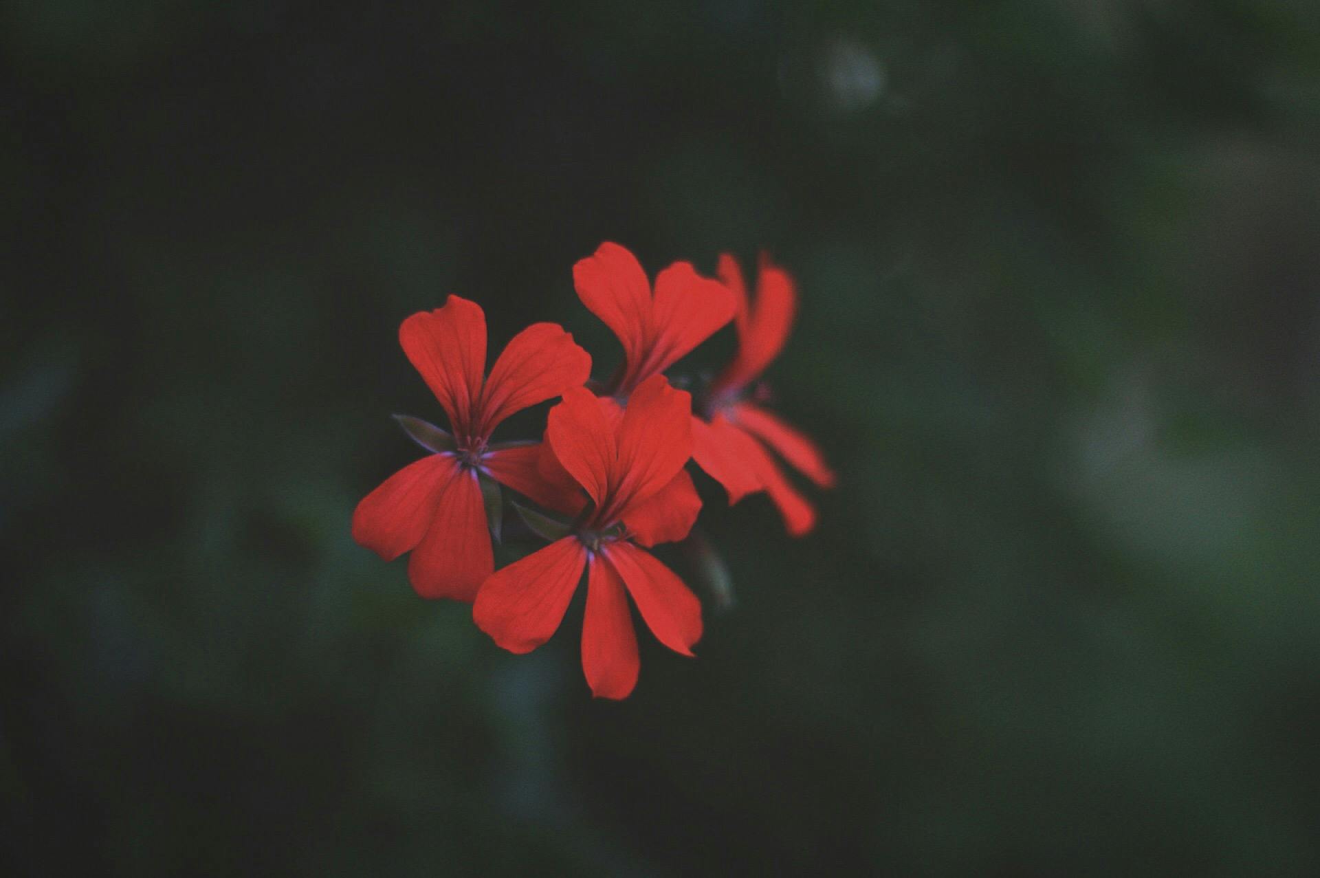 Free stock photo of flower, forest, leaves