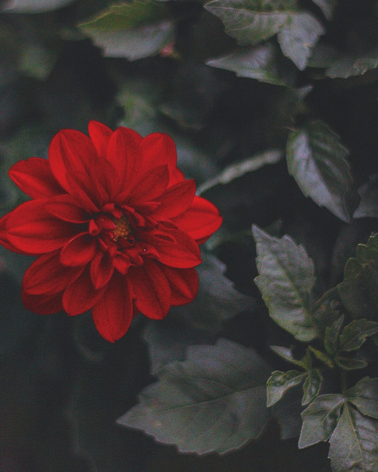 Free stock photo of flower, forest, nature