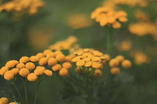 Free Selective-focus Photography of Yellow Flowers Stock Photo
