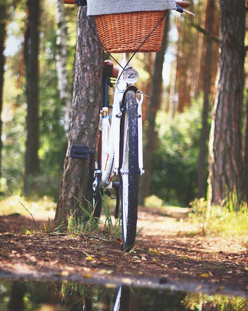 Free White Beach Cruiser Bicycle Parked Beside Brown Tree Stock Photo