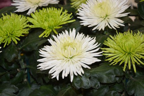 Free stock photo of fleur, fleurs, flower Stock Photo