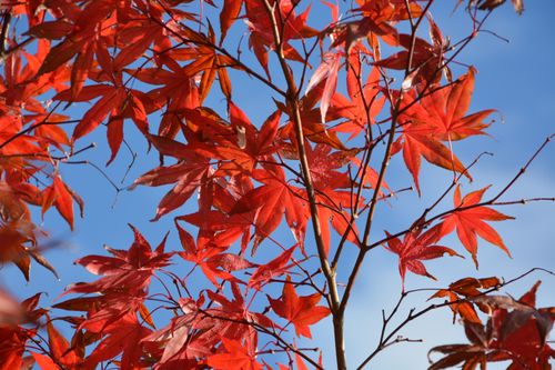 Free stock photo of arbuste couleur automne, couleur automne, feuilles Stock Photo