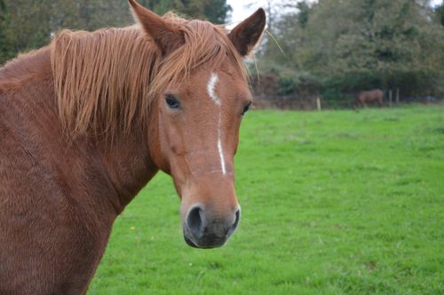 Free stock photo of Ã quidÃ, cheval, couleur marron Stock Photo
