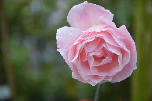 Free stock photo of couleur rose, fleur, flower Stock Photo