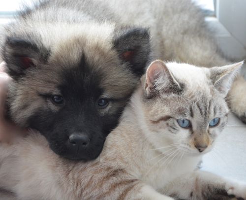 Free stock photo of aimer, chien chat, chiot chaton Stock Photo