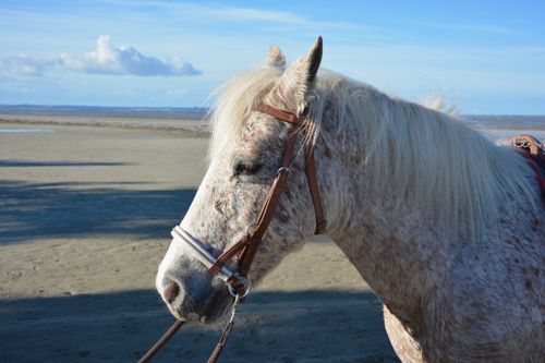 Free stock photo of Ã quidÃ, cheval, horse Stock Photo