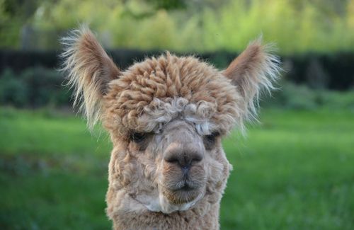 Free stock photo of animal domestique, domestic animal, lama Stock Photo