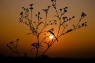 植物的剪影与落日余晖交织，营造出宁静的户外场景
