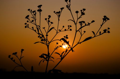 Free Silhouette of plants with the sun setting in the background, creating a serene outdoor scene. Stock Photo