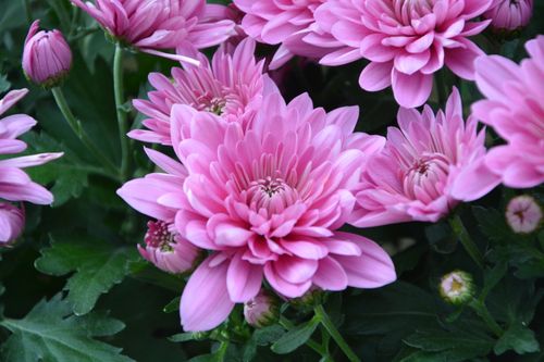 Free stock photo of couleur rose, feuilles vertes, fleur Stock Photo