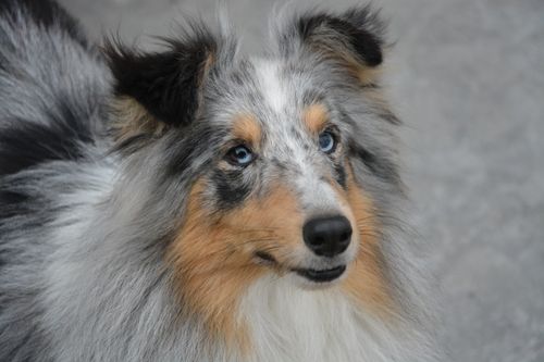 Free stock photo of berger shetland, chien, chienne Stock Photo