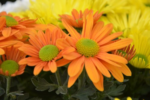 Free stock photo of couleur jaune orange, fleur, fleurs Stock Photo