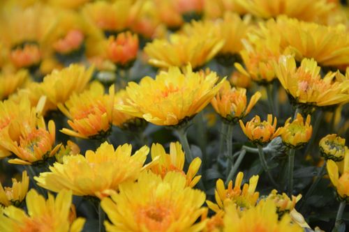 Free stock photo of couleur jaune, fleur, fleurs Stock Photo
