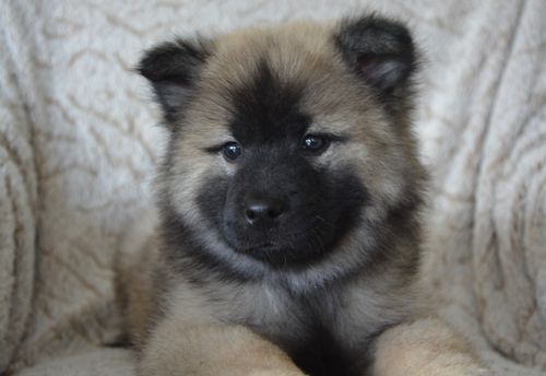 Free stock photo of chien, chienne nova, chiot Stock Photo